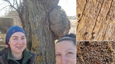 Attēls rakstam: Eksperti Ādažos atklāj nozīmīgu dižkoku ar unikālu struktūru un iemītniekiem