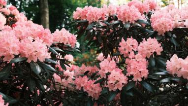 Attēls rakstam: FOTO: Krāsu eksplozija pie Babītes – rododendri zied pilnā krāšņumā