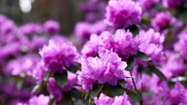 Attēls rakstam: FOTO: Rododendru krāšņums sāk pārņemt Babītes mežu – pilnzieds gaidāms jau drīz