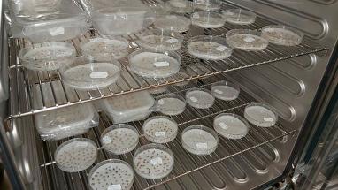 Attēls rakstam: Gēnu bankas bioloģiskajai daudzveidībai