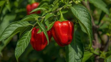 Attēls rakstam: Izaudzēt papriku nav nemaz tik grūti