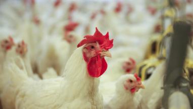 Attēls rakstam: Ķekavas "vistiņām" bizness iet no rokas - palielināts apgrozījums un eksporta apjomi