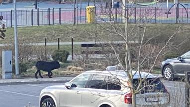 Attēls rakstam: “Līdz nāvei saplosīja…” Jaunmārupē divi suņi veikuši nežēlīgi uzbrukuši korgijam