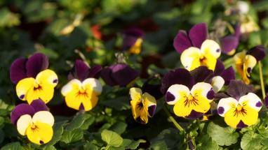 Attēls rakstam: Lieldienās Latvijā kļūs nedaudz siltāks, bet iespējami nokrišņi