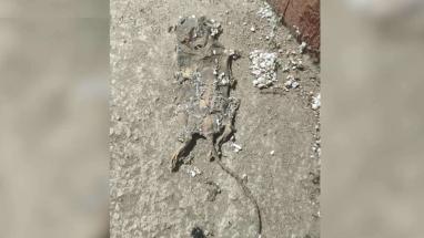 Attēls rakstam: Līķi mājas pagrabā. Vangažu iedzīvotāji sūdzas par neciešamu smaku