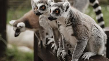 Attēls rakstam: Nepatīkams incidents un pamatīgs izbīlis piedzīvots "Sigulda zoo" - lemūrs iekodis bērnam