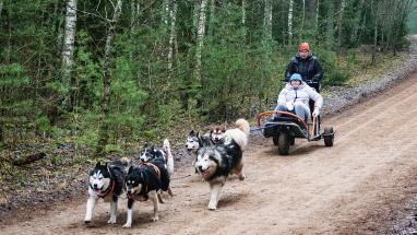 Attēls rakstam: Par izglābtiem suņiem un kamanu sportu