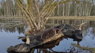 Attēls rakstam: Pēc sabiedrības satraukuma par mirušajiem dzīvniekiem sākta kriminālizmeklēšana