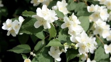 Attēls rakstam: Šī nedēļa sāksies ar lietu, bet turpinājumā laikapstākļi uzlabosies