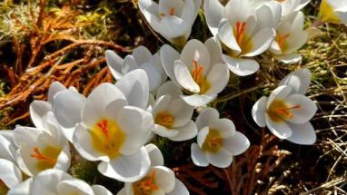 Attēls rakstam: Šonedēļ dažbrīd gaidāms lietus un vēja pastiprināšanās. Aprīļa sākumā iespējams snigs