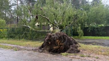 Attēls rakstam: Svarīgi Ropažu novadā: kuros gadījumos vētras nolauztu koku drīkst zāģēt bez atļaujas?