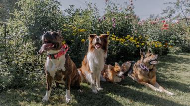 Attēls rakstam: Vai tavs suns ir gatavs Jāņiem? Veterinārārste iesaka neaizmirst šīs lietas