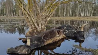 Attēls rakstam: Video: Masveida dzīvnieku bojāeja Ķemeru Nacionālajā parkā