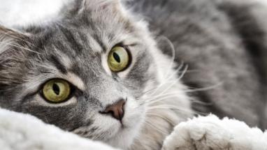 Attēls rakstam: Visiem suņiem un kaķiem būs jābūt apzīmētiem ar mikroshēmu