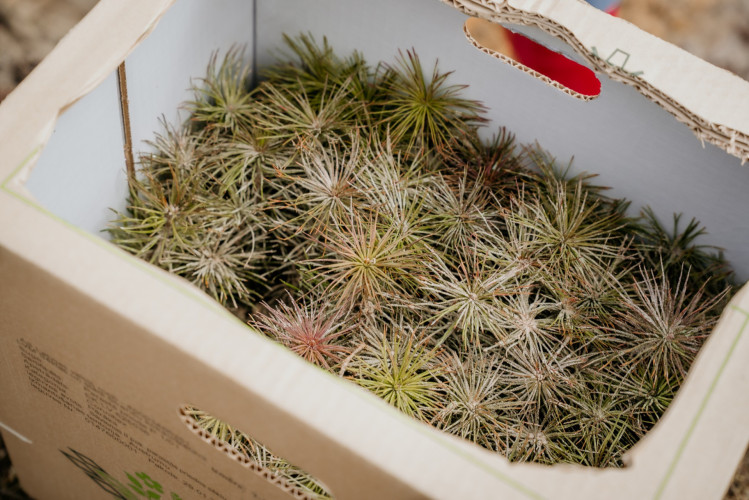 Foto: Allažu pagastā radies hektārs jauna meža