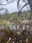 FOTO: Zeltiņu purva zelts: pārgājienā Salaspilī iepazīst dabas dārgumus