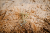 Foto: Allažu pagastā radies hektārs jauna meža
