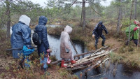 FOTO: Zeltiņu purva zelts: pārgājienā Salaspilī iepazīst dabas dārgumus
