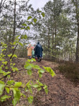 FOTO: Zeltiņu purva zelts: pārgājienā Salaspilī iepazīst dabas dārgumus