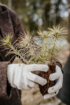 Foto: Allažu pagastā radies hektārs jauna meža