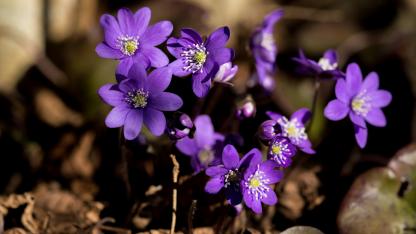 Attēls rakstam: 11.IV Senioru pasākums "Vizbulītēs rotājas aprīlis" Katlakalnā