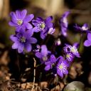 Attēls rakstam: 11.IV Senioru pasākums "Vizbulītēs rotājas aprīlis" Katlakalnā