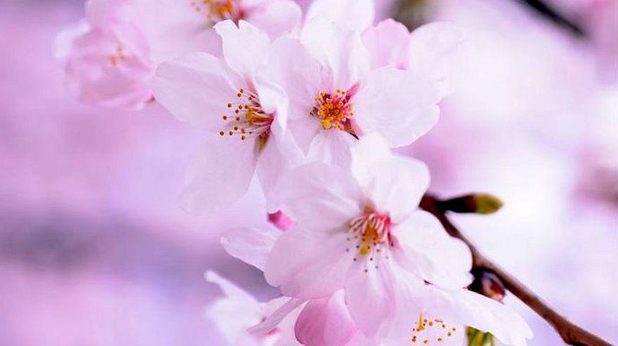 11.V Bērnu vokālā ansambļa "Lai skan" koncerts "No sirds uz sirdi" Katlakalnā