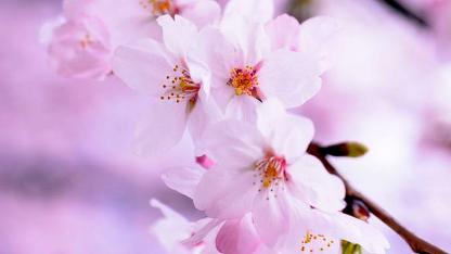 Attēls rakstam: 11.V Bērnu vokālā ansambļa "Lai skan" koncerts "No sirds uz sirdi" Katlakalnā