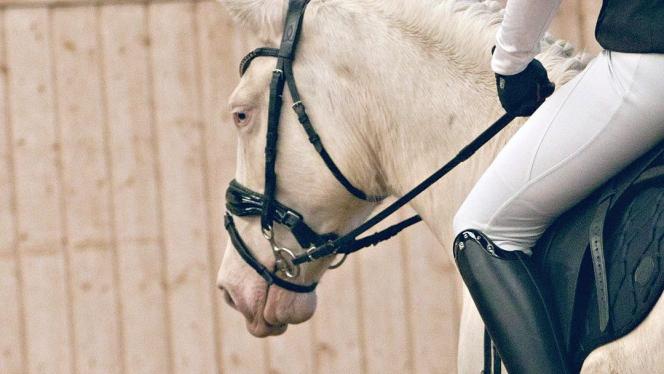 Attēls rakstam: 16.V Jātnieku sporta sacensības konkūrā "Reverest kauss" Inčukalnā