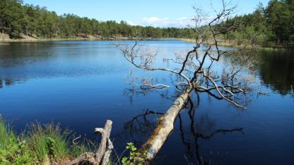 Attēls rakstam: 18.IV Pārgājiens "Garezeru biotopu ceļojums" Carnikavā