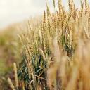 Attēls rakstam: 18% Latvijas lauksaimnieku šogad prognozē labāku ražu, Pierīgā noskaņoti visoptimistiskāk