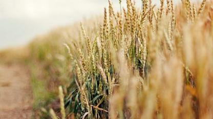 Attēls rakstam: 18% Latvijas lauksaimnieku šogad prognozē labāku ražu, Pierīgā noskaņoti visoptimistiskāk