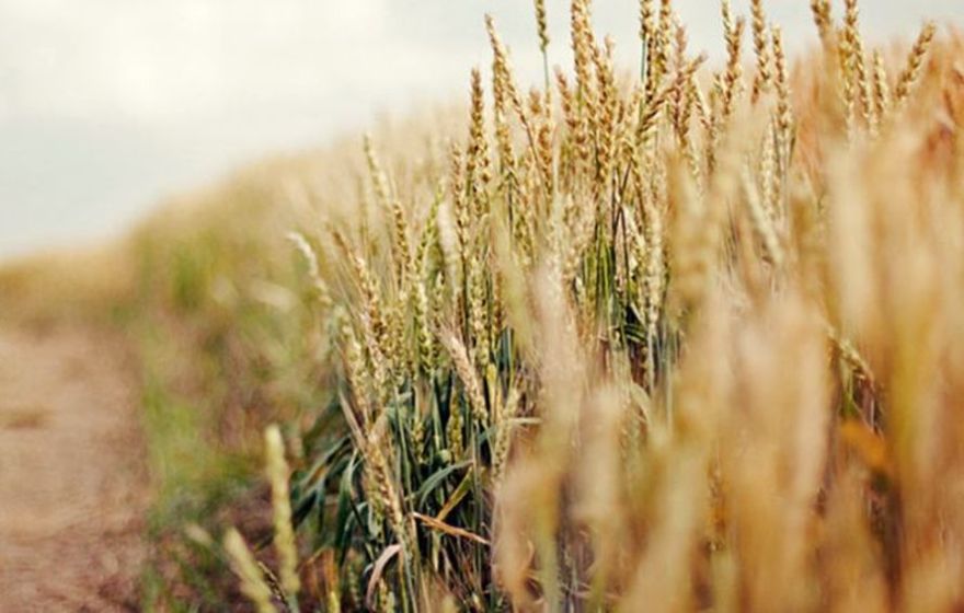 18% Latvijas lauksaimnieku šogad prognozē labāku ražu, Pierīgā noskaņoti visoptimistiskāk