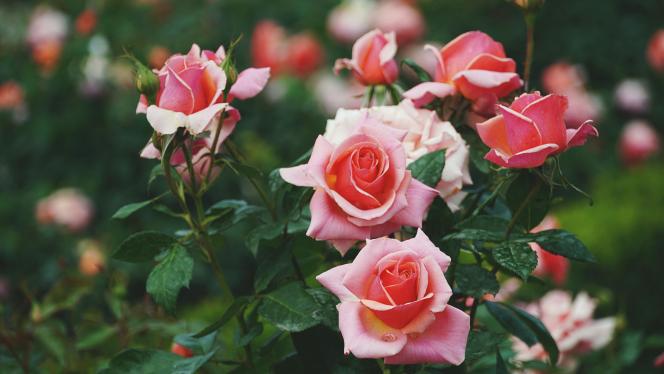 Attēls rakstam: 22.IV Lekcija "Dārzs pavasarī" Babītē