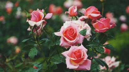 Attēls rakstam: 22.IV Lekcija "Dārzs pavasarī" Babītē