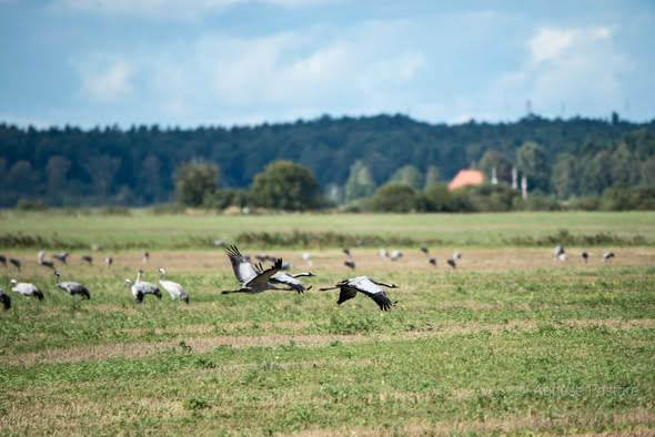 FOTO: Ķemeru Nacionālajā parkā sākas viena no iespaidīgākajām rudens izrādēm – tūkstošiem dzērvju dodas migrācijā