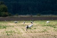 FOTO: Ķemeru Nacionālajā parkā sākas viena no iespaidīgākajām rudens izrādēm – tūkstošiem dzērvju dodas migrācijā