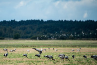 FOTO: Ķemeru Nacionālajā parkā sākas viena no iespaidīgākajām rudens izrādēm – tūkstošiem dzērvju dodas migrācijā
