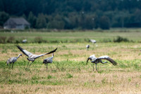 FOTO: Ķemeru Nacionālajā parkā sākas viena no iespaidīgākajām rudens izrādēm – tūkstošiem dzērvju dodas migrācijā