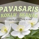 Attēls rakstam: 27.V Koncerts "Pavasaris kokļu skaņās" Baložos