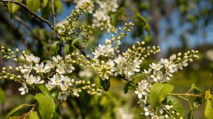 Attēls rakstam: 28.IV Pūšaminstrumentu koncerts "Ievziedu pulss" Siguldā