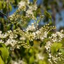 Attēls rakstam: 28.IV Pūšaminstrumentu koncerts "Ievziedu pulss" Siguldā