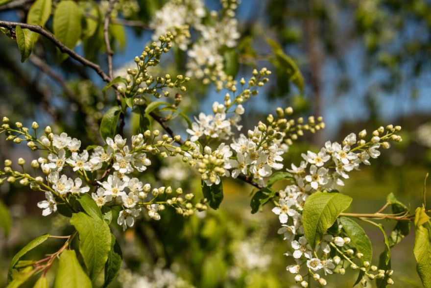 28.IV Pūšaminstrumentu koncerts "Ievziedu pulss" Siguldā