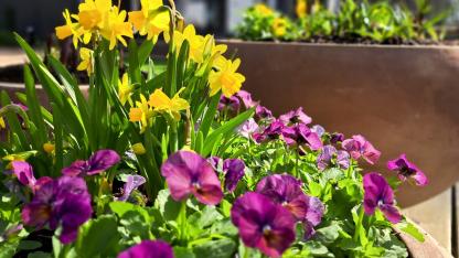 Attēls rakstam: 3.IV Sezonas atklāšana un meistarklase stādu audzētavā Siguldas pagastā