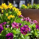 Attēls rakstam: 3.IV Sezonas atklāšana un meistarklase stādu audzētavā Siguldas pagastā