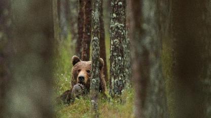 Attēls rakstam: 31 200 eiro par brūnā lāča nošaušanu Ogres novadā – pabeigts kriminālprocess