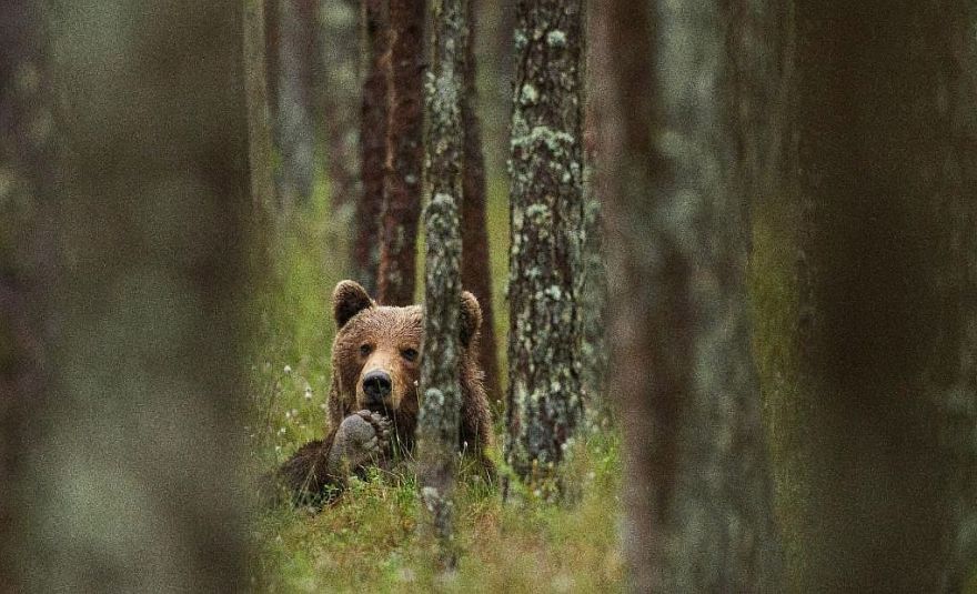 31 200 eiro par brūnā lāča nošaušanu Ogres novadā – pabeigts kriminālprocess