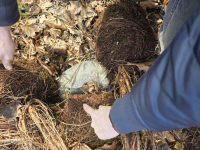 Video: Pierīgas mežā ar narkotikām aizturēts jaunietis; policija atsavinājusi deviņus kilogramus marihuānas