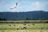 FOTO: Ķemeru Nacionālajā parkā sākas viena no iespaidīgākajām rudens izrādēm – tūkstošiem dzērvju dodas migrācijā