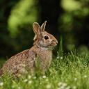 Attēls rakstam: 5.-6.IV Pasākums "Zaķa lēciens pavasarī" Olainē un Jaunolainē